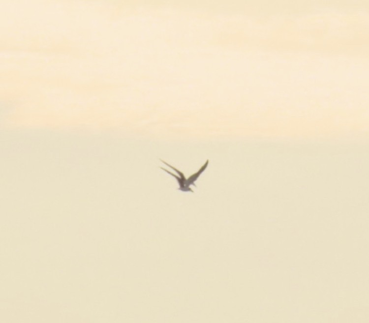 Black Skimmer - ML638299431