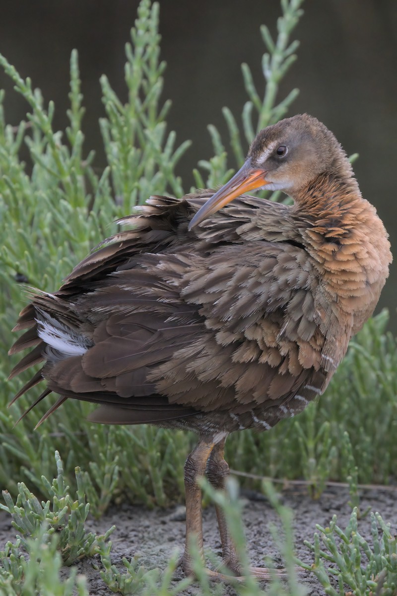 Ridgway's Rail - ML638299449