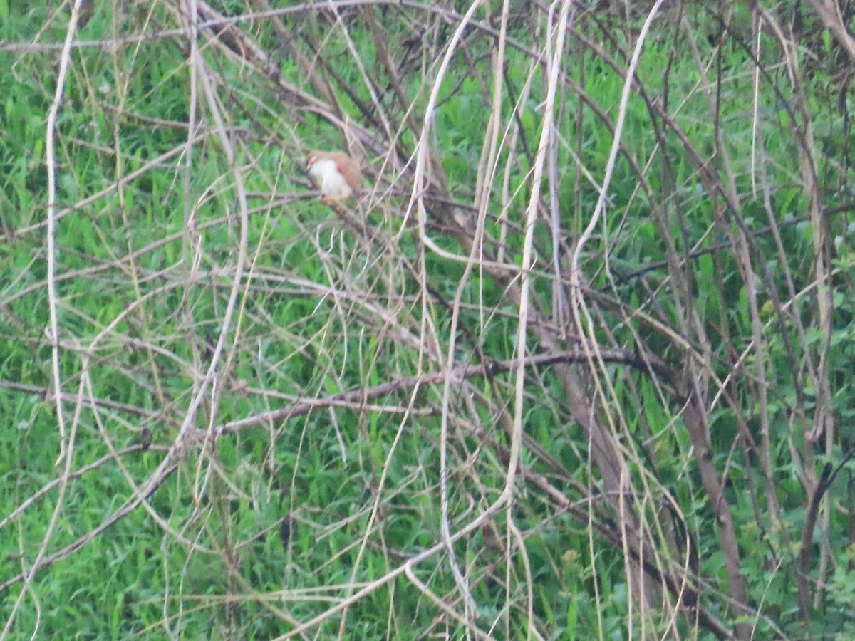 Yellow-eyed Babbler - ML638299452