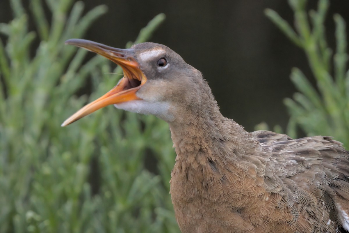 Ridgway's Rail - ML638299455