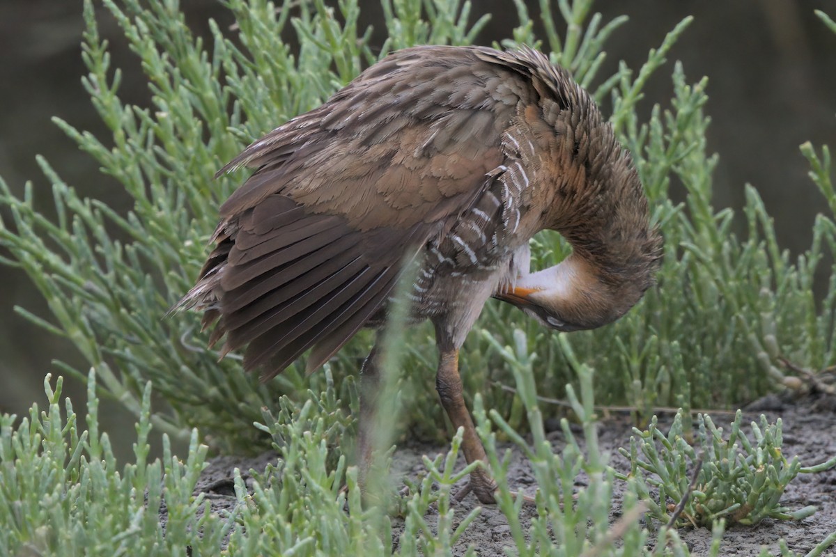 Ridgway's Rail - ML638299458