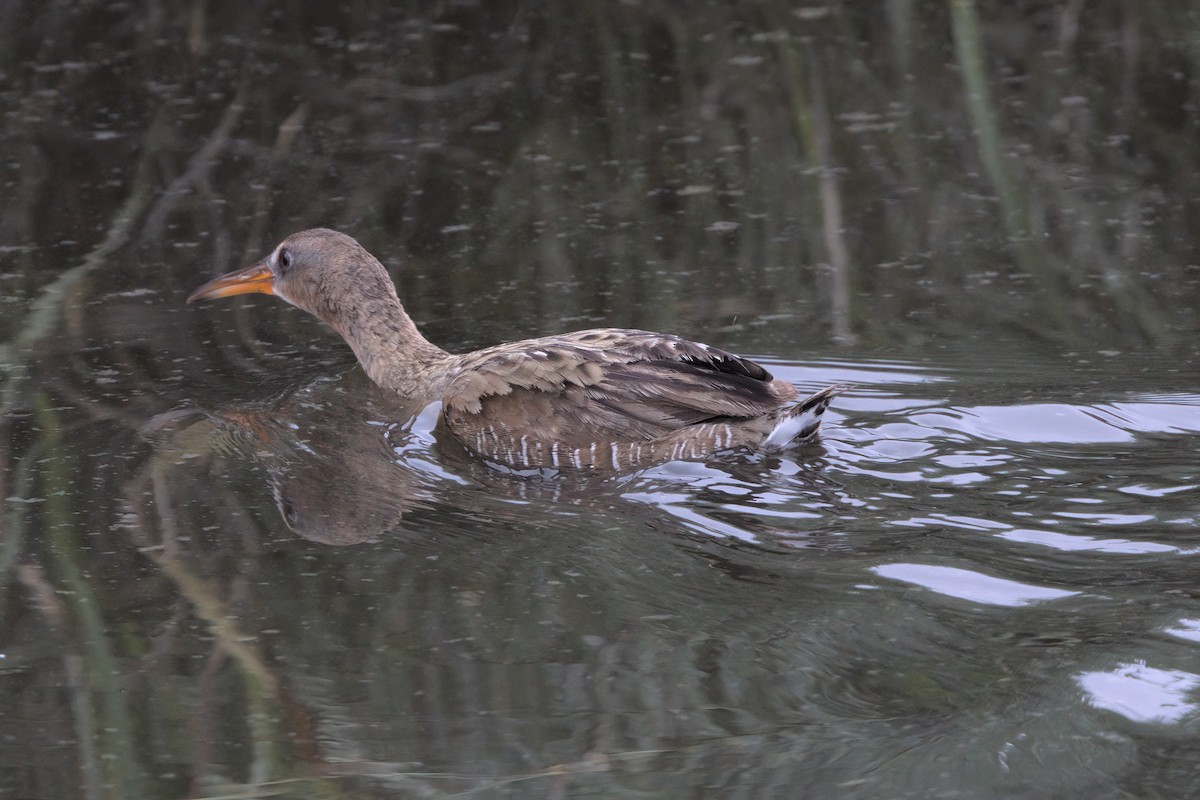 Ridgway's Rail - ML638299459