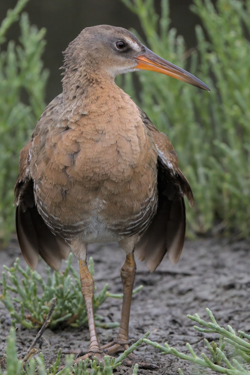 Ridgway's Rail - ML638299460