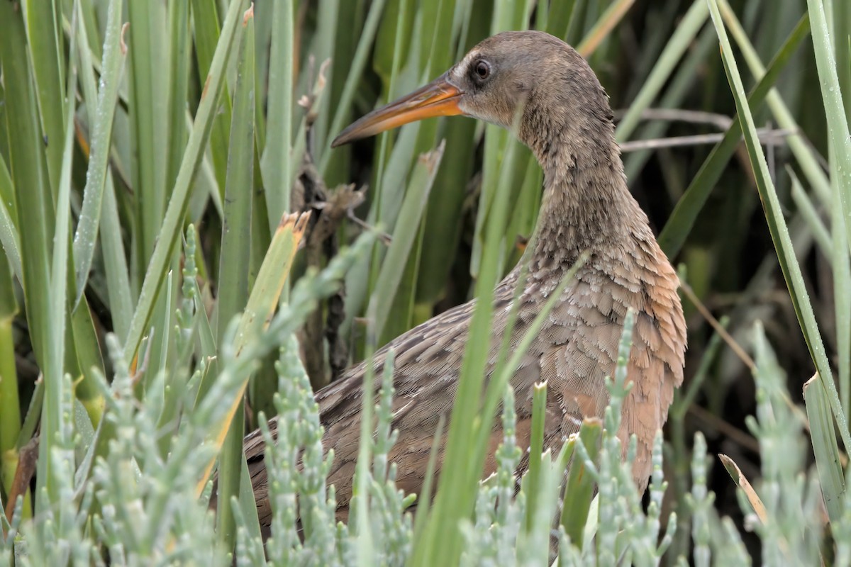 Ridgway's Rail - ML638299462