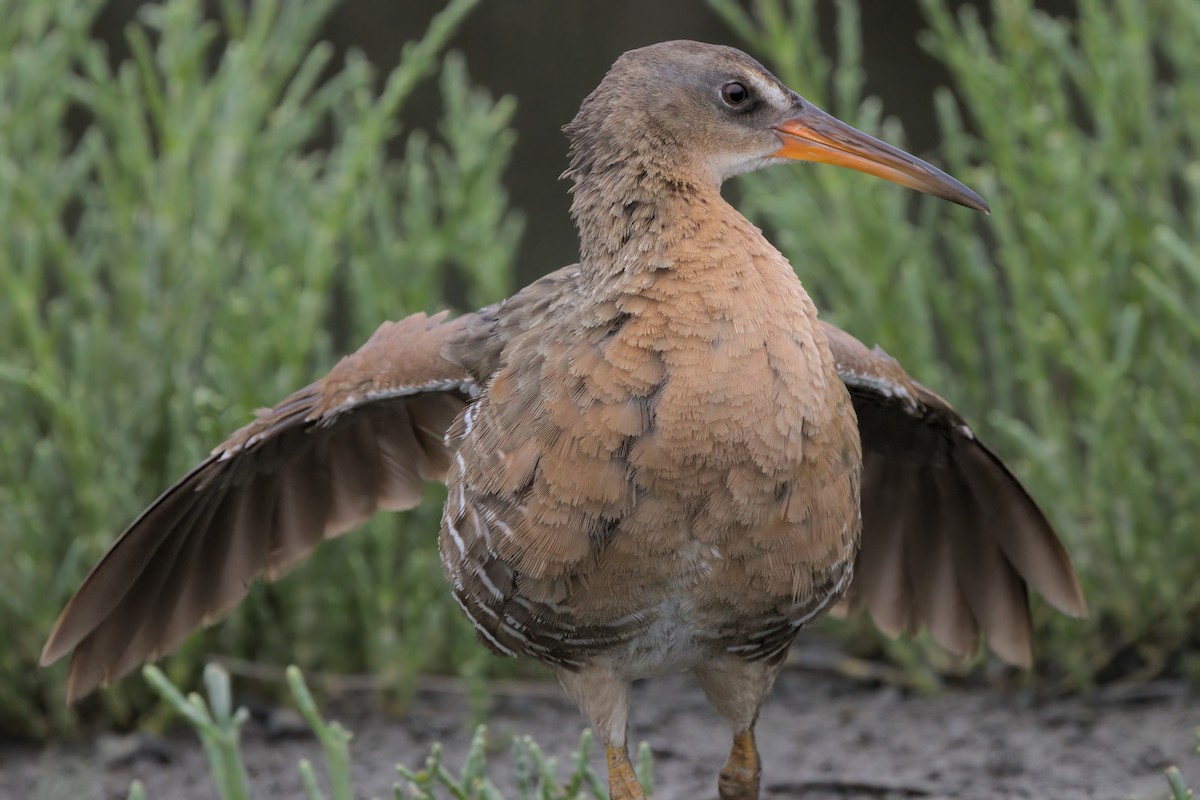 Ridgway's Rail - ML638299463