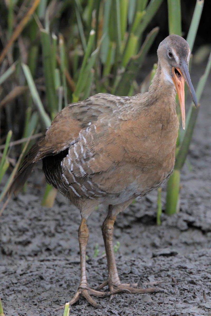 Ridgway's Rail - ML638299464