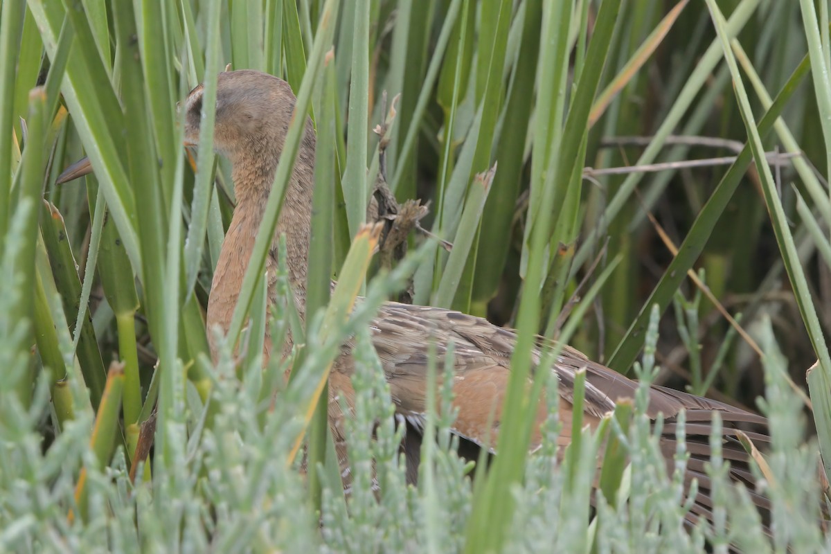 Ridgway's Rail - ML638299465