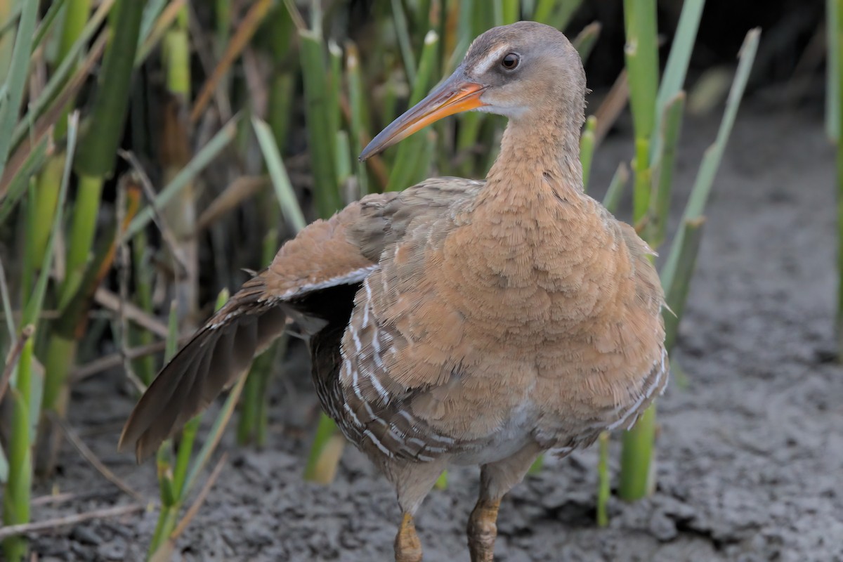 Ridgway's Rail - ML638299466