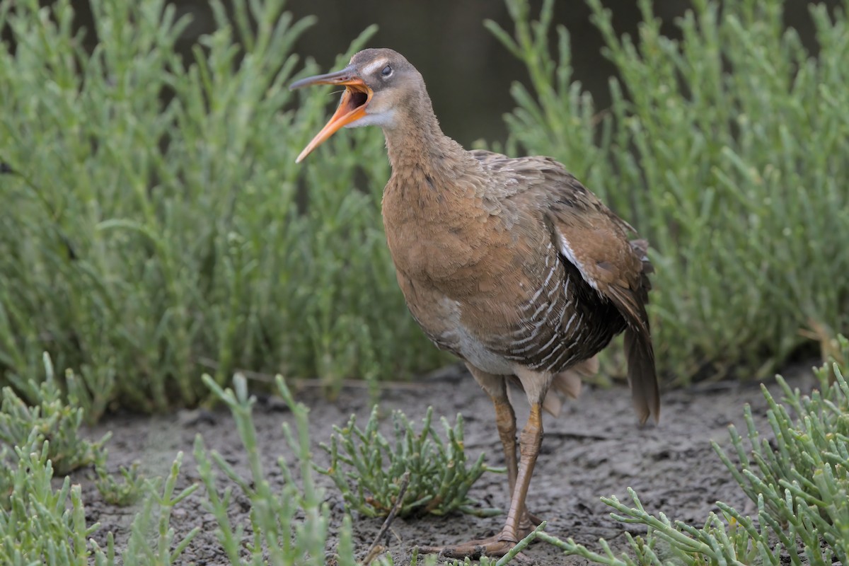 Ridgway's Rail - ML638299467