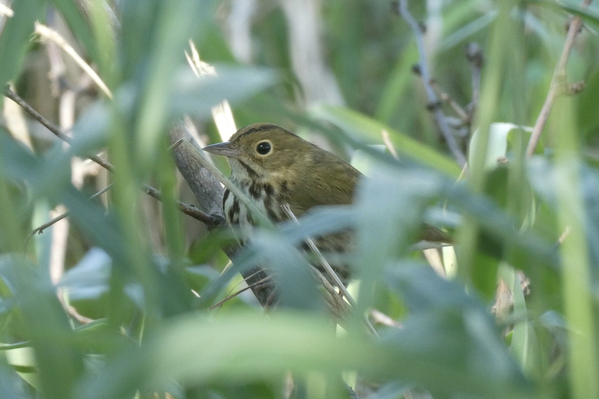 Ovenbird - ML638299474