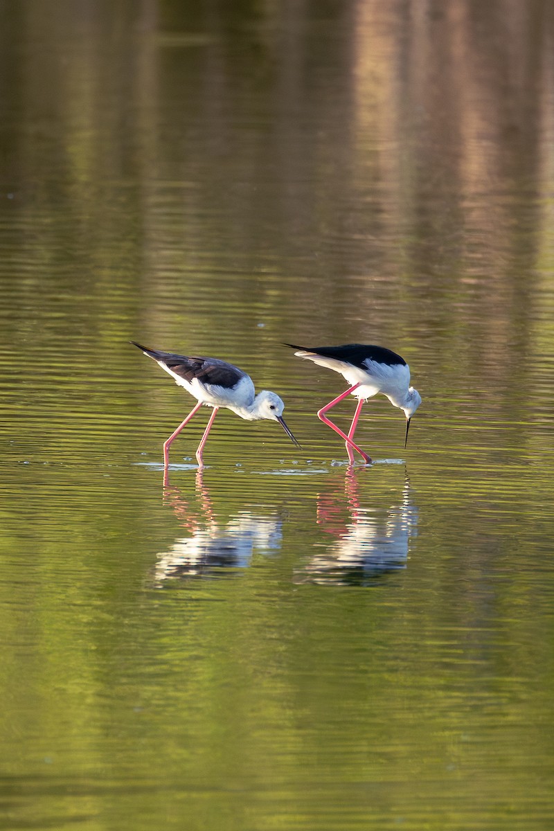 Black-winged Stilt - ML638299478