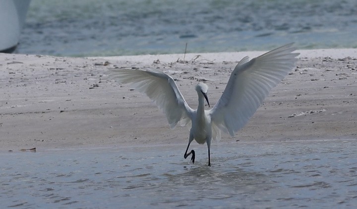 Reddish Egret - ML638299479
