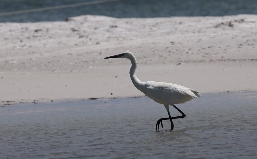 Reddish Egret - ML638299480