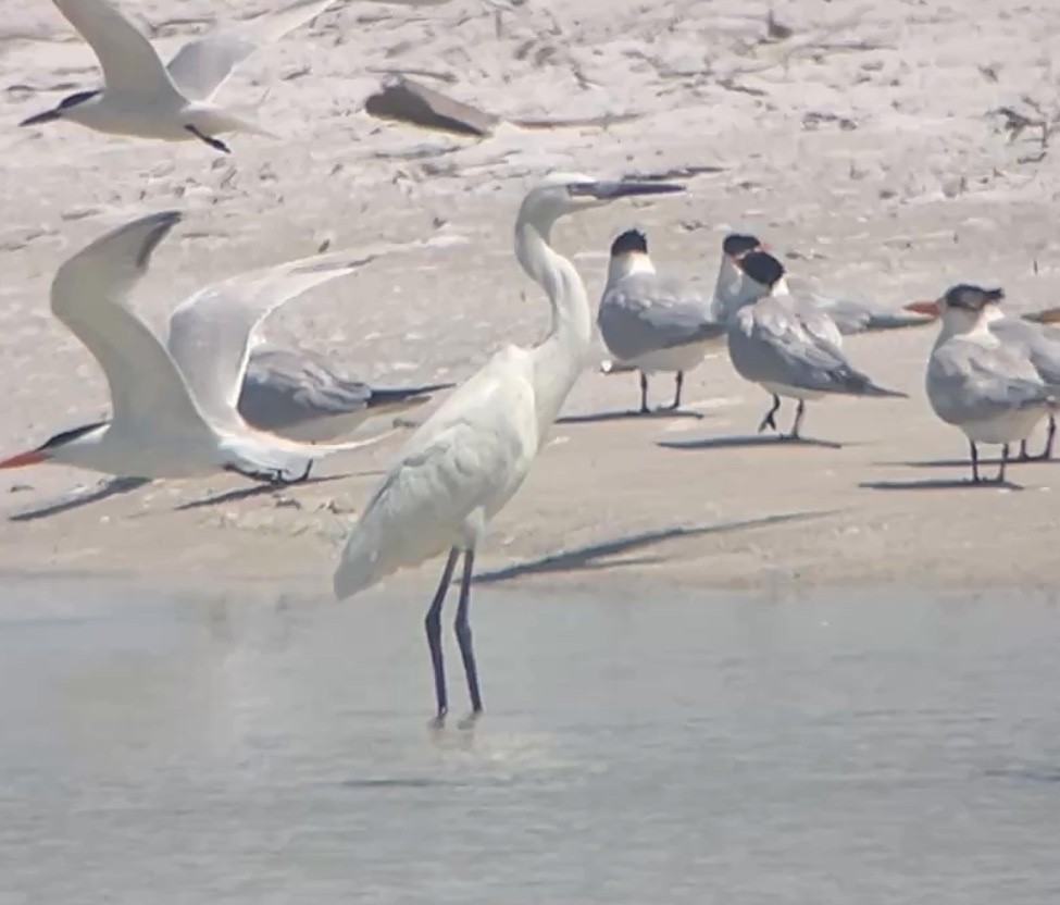 Reddish Egret - ML638299481