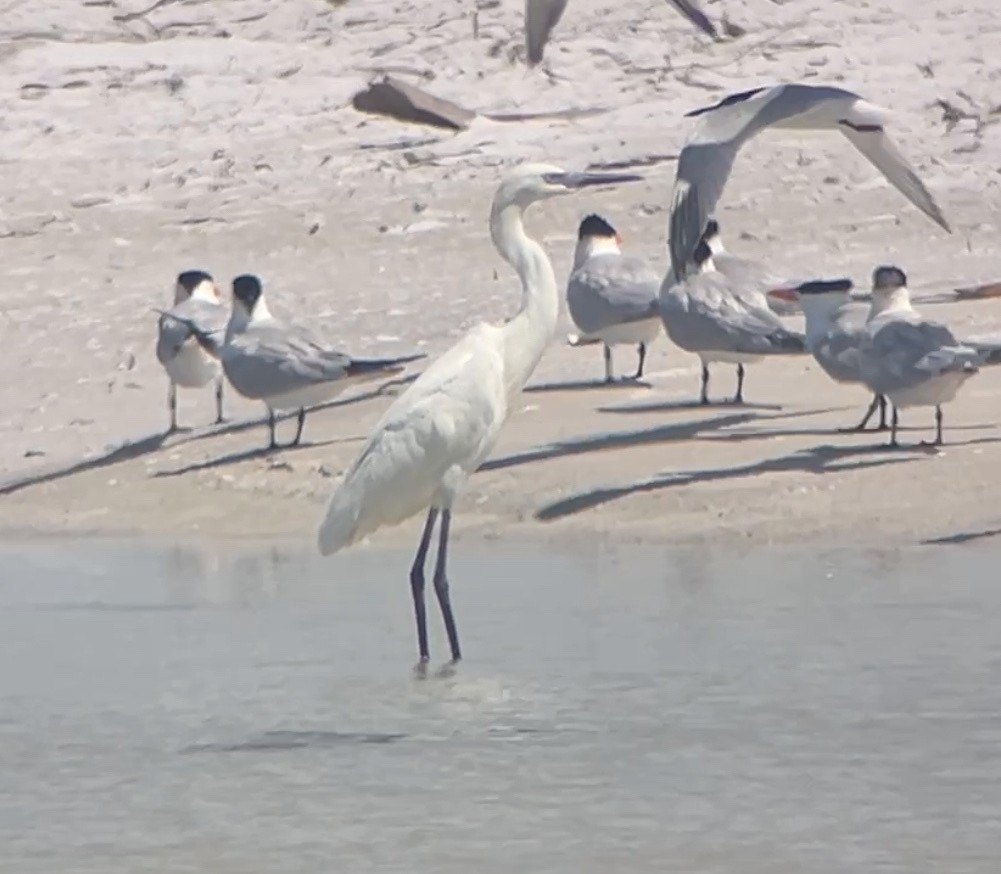 Reddish Egret - ML638299482