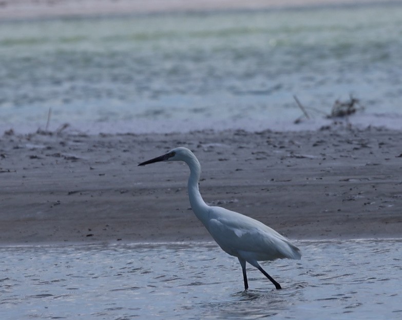 Reddish Egret - ML638299485