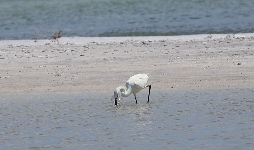 Reddish Egret - ML638299486