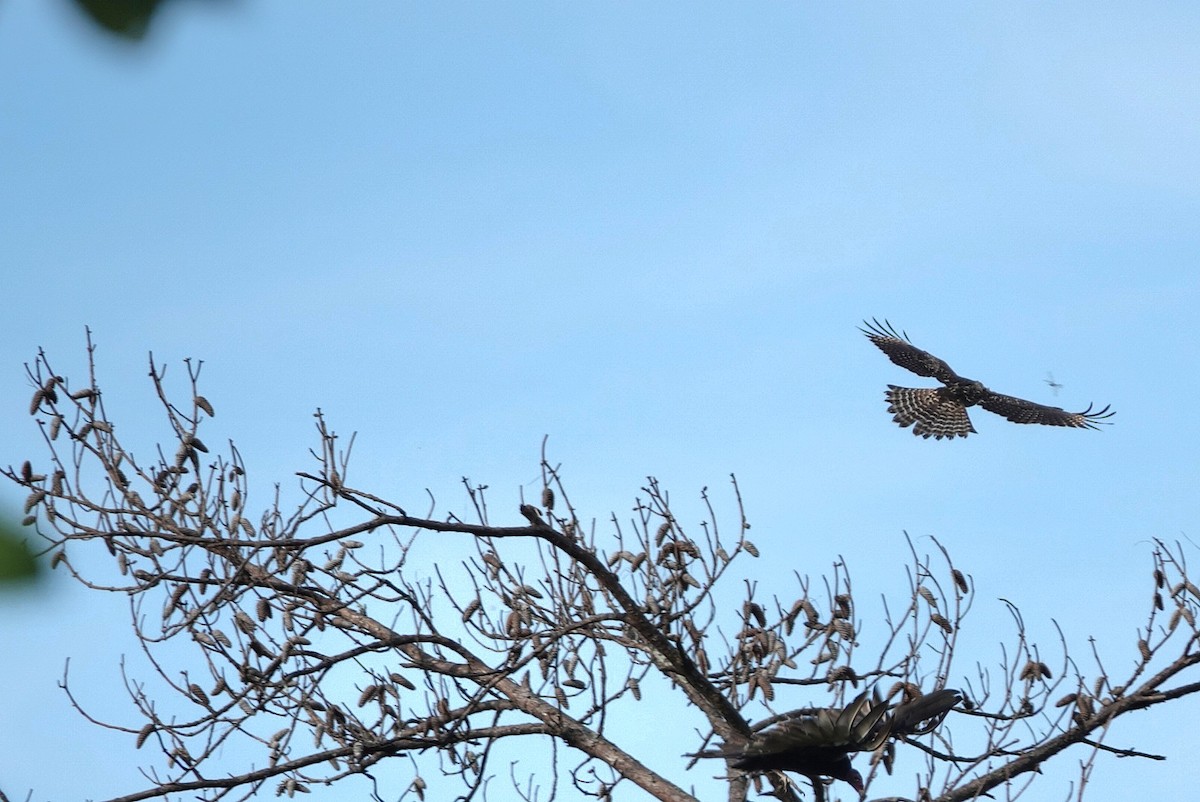 Red-shouldered Hawk - ML638299490