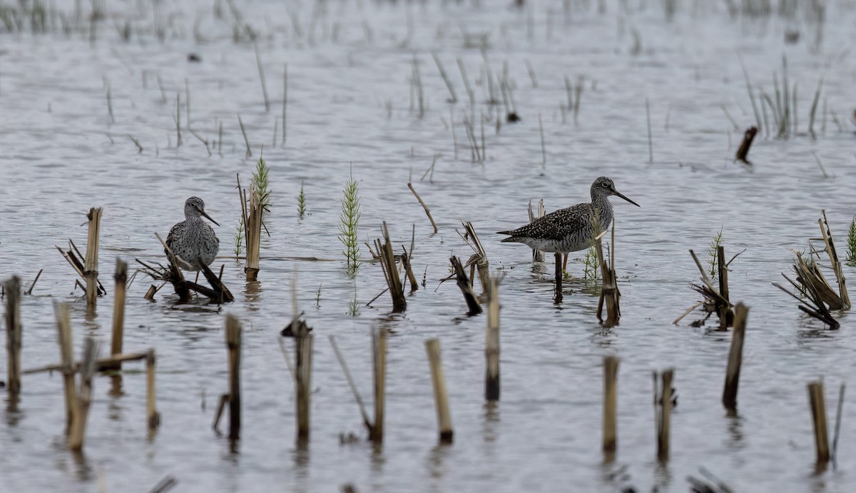 Greater Yellowlegs - ML638299491