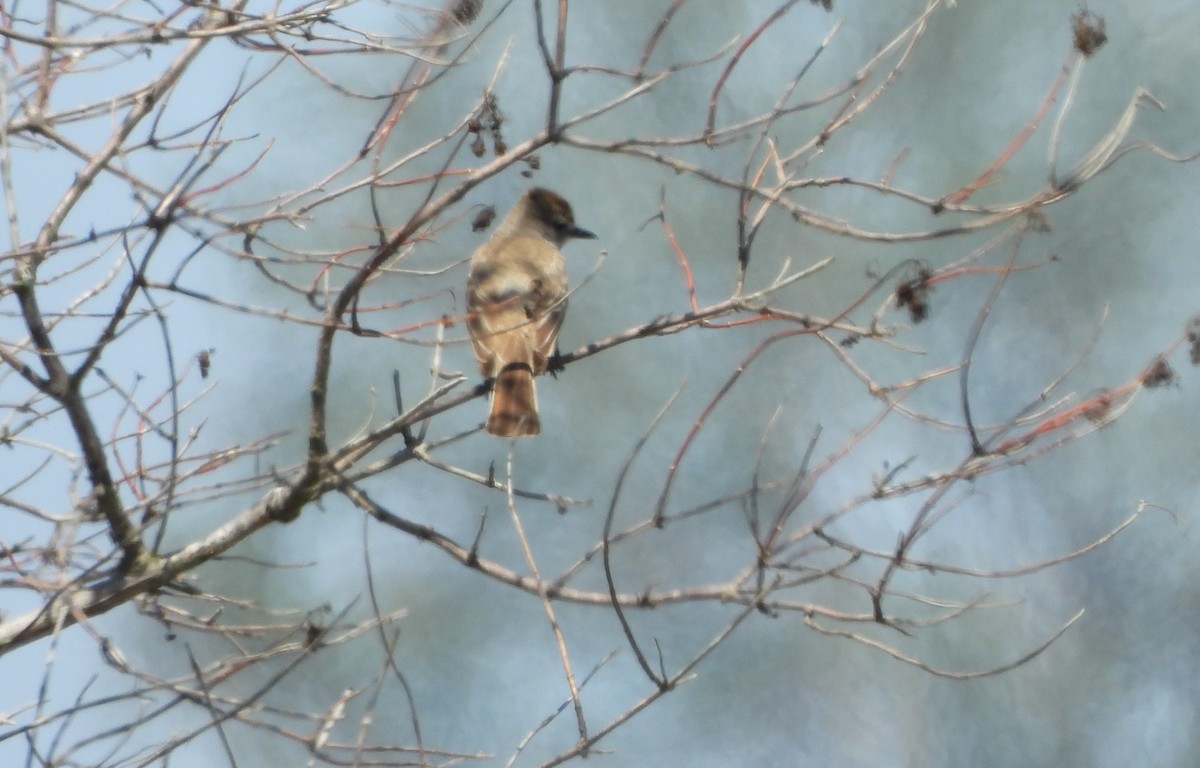 Ash-throated Flycatcher - ML638299493