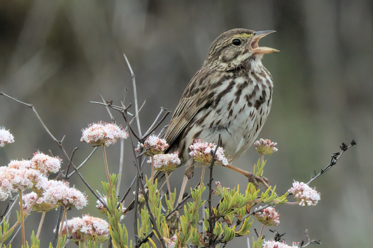 Savannah Sparrow (Belding's) - ML638299501