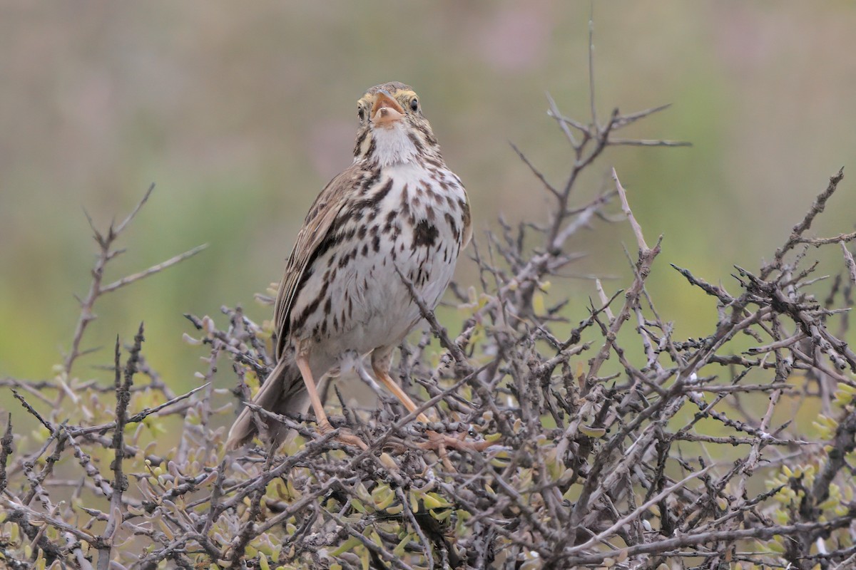 Savannah Sparrow (Belding's) - ML638299502