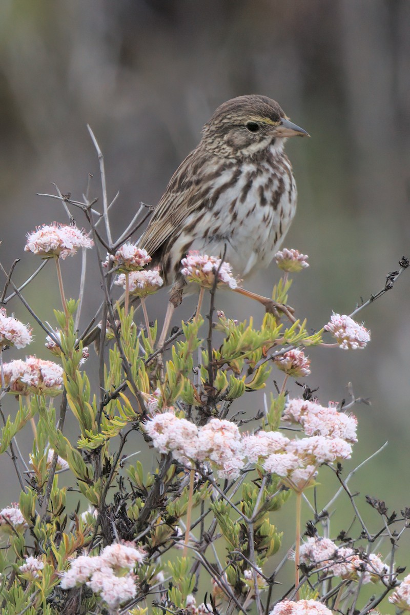 Savannah Sparrow (Belding's) - ML638299503