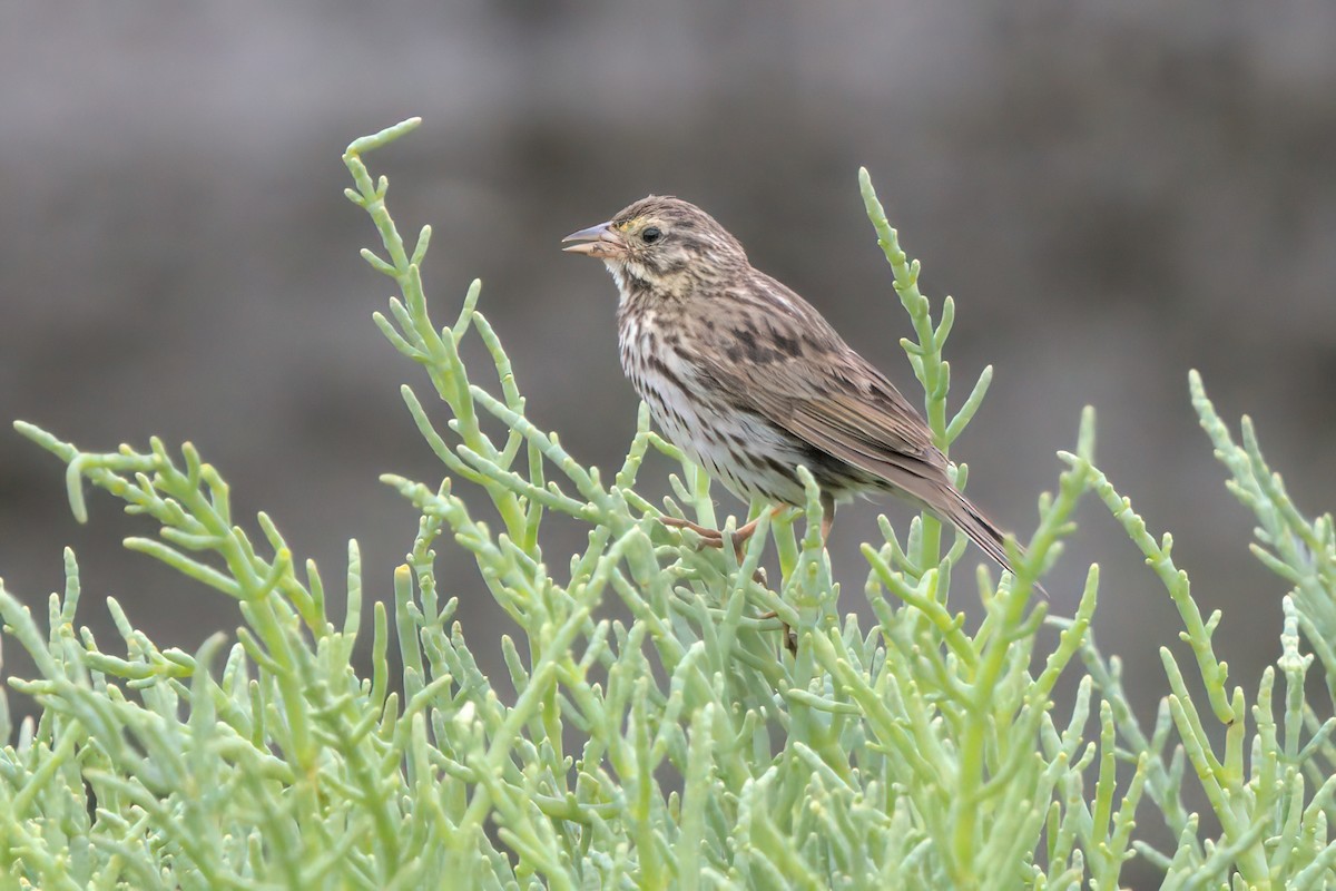 Savannah Sparrow (Belding's) - ML638299505