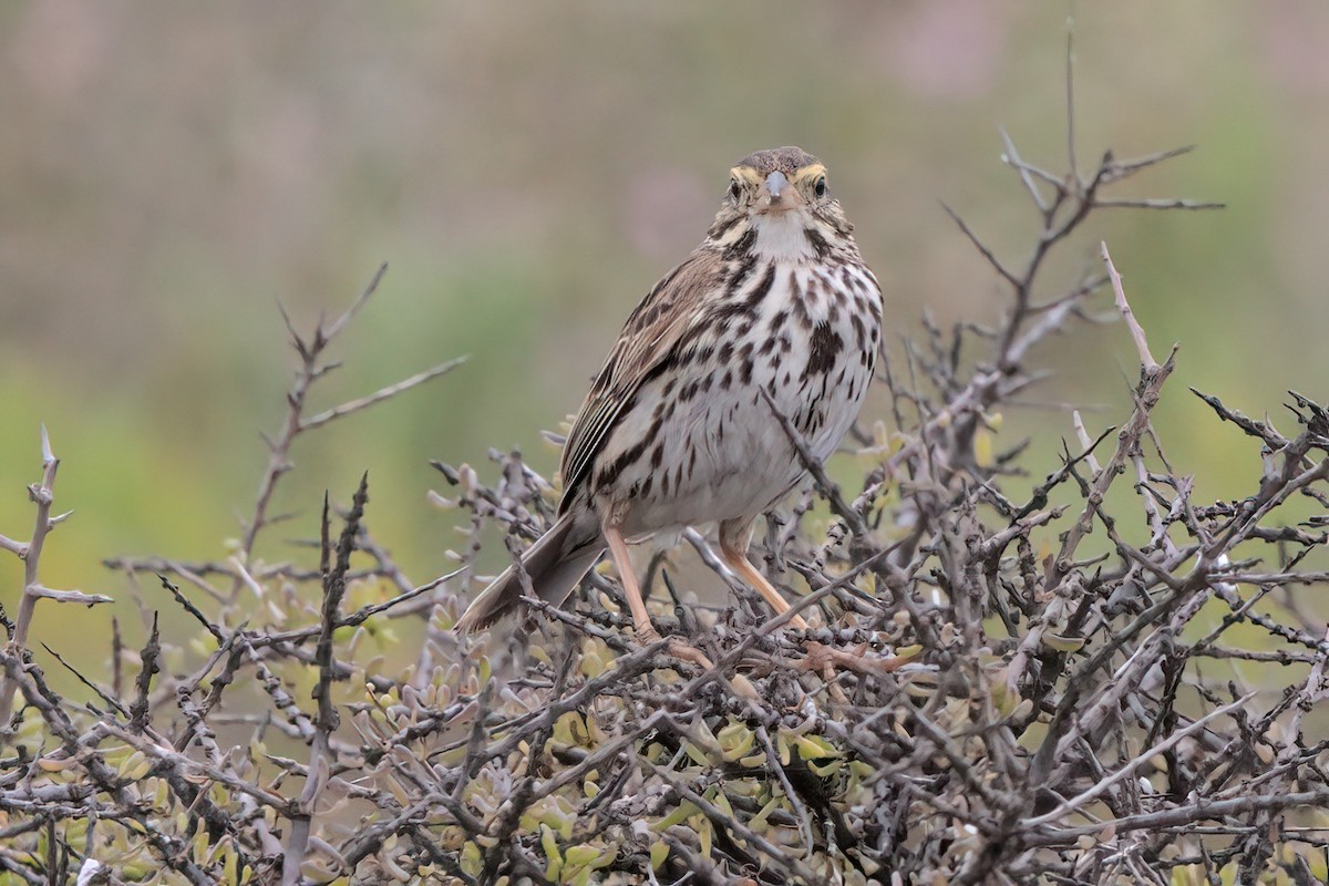 Savannah Sparrow (Belding's) - ML638299506