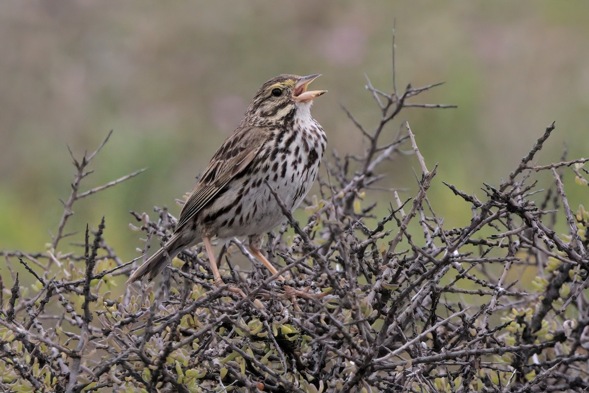 Savannah Sparrow (Belding's) - ML638299507