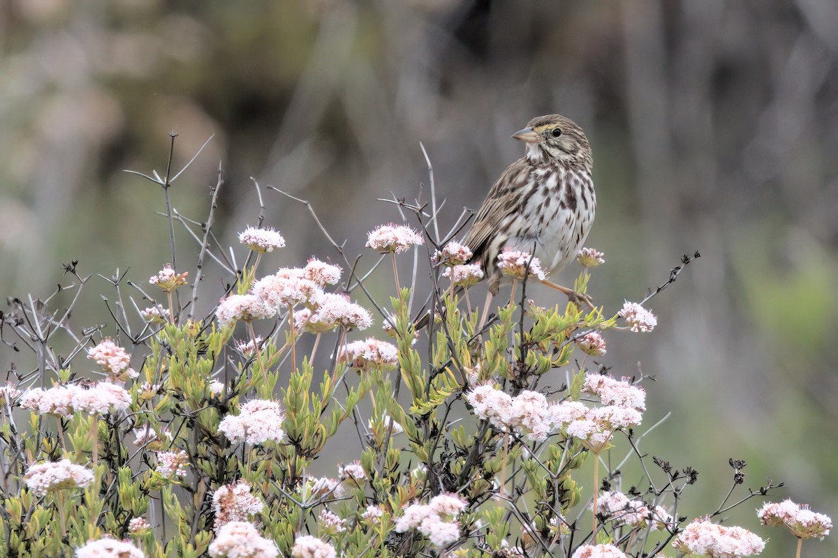 Savannah Sparrow (Belding's) - ML638299508