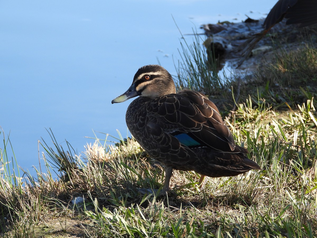 Pacific Black Duck - ML638299518