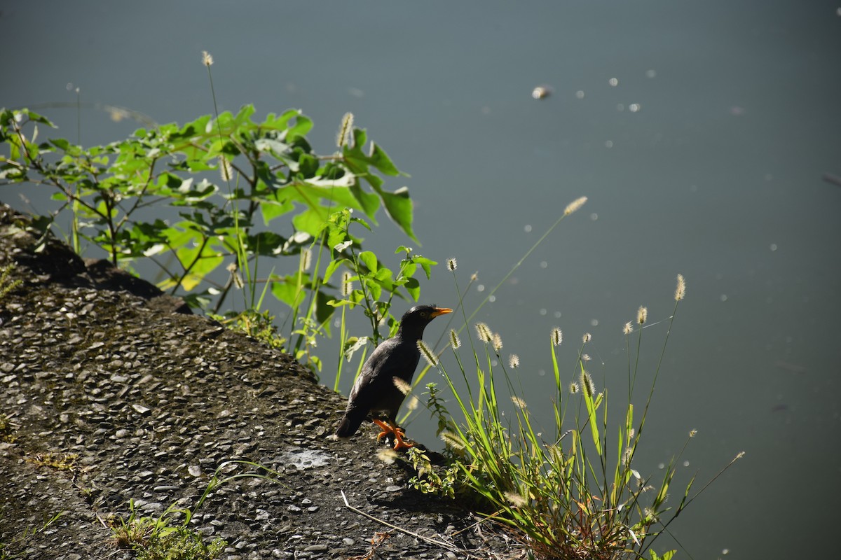 Javan Myna - ML638299528