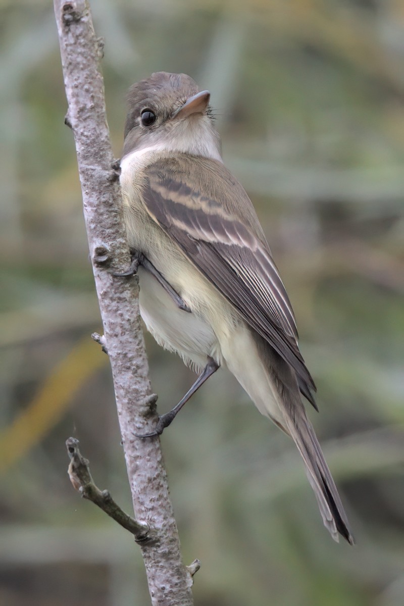 Willow Flycatcher - ML638299531