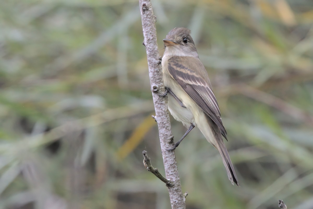 Willow Flycatcher - ML638299532