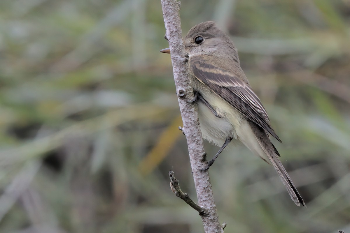 Willow Flycatcher - ML638299533