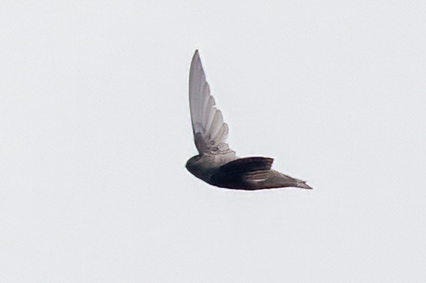 Himalayan Swiftlet - ML638299539