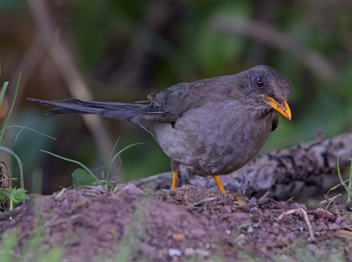 Great Thrush - ML638299540