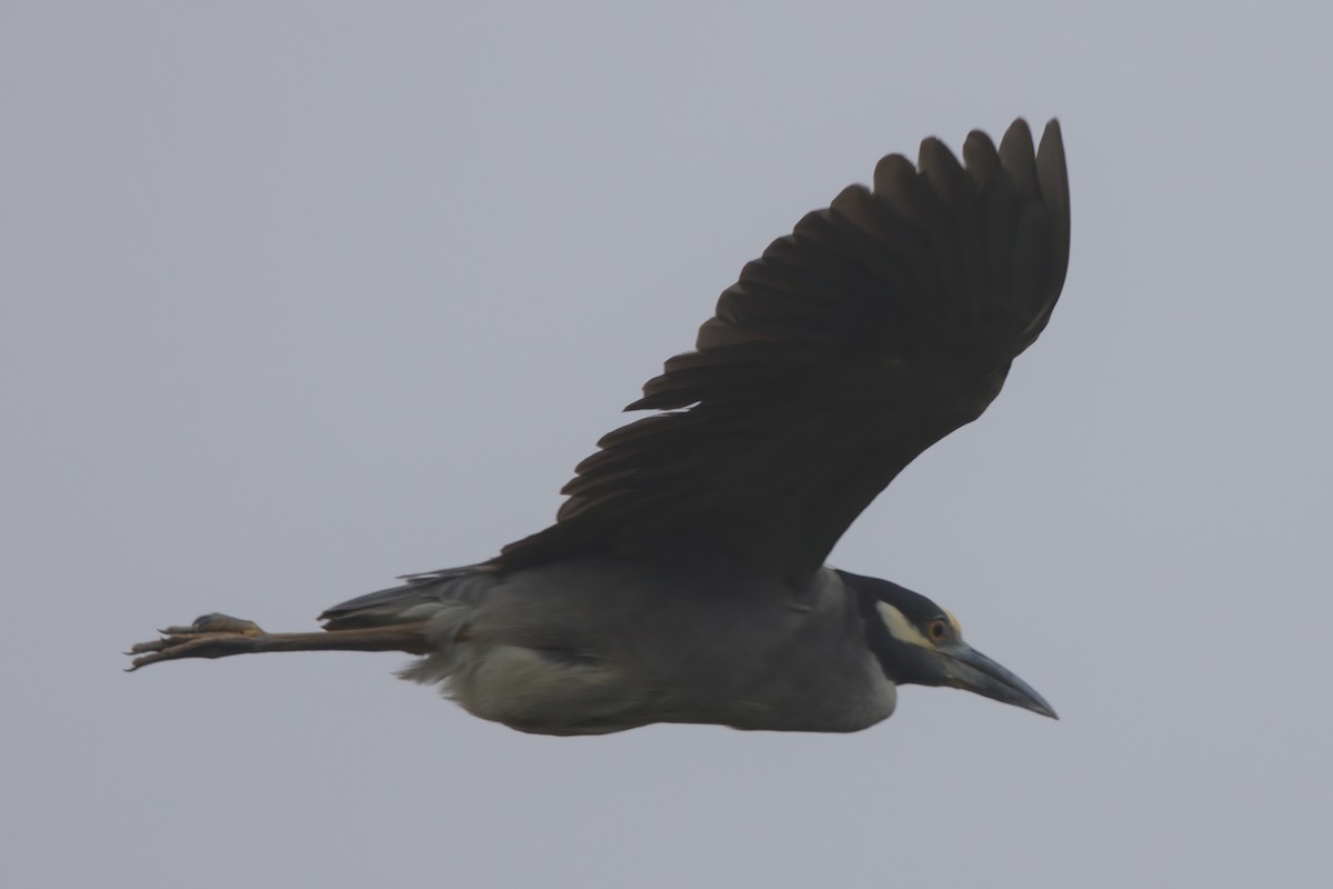 Yellow-crowned Night Heron - ML638299557