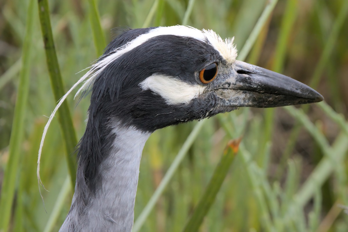Yellow-crowned Night Heron - ML638299560