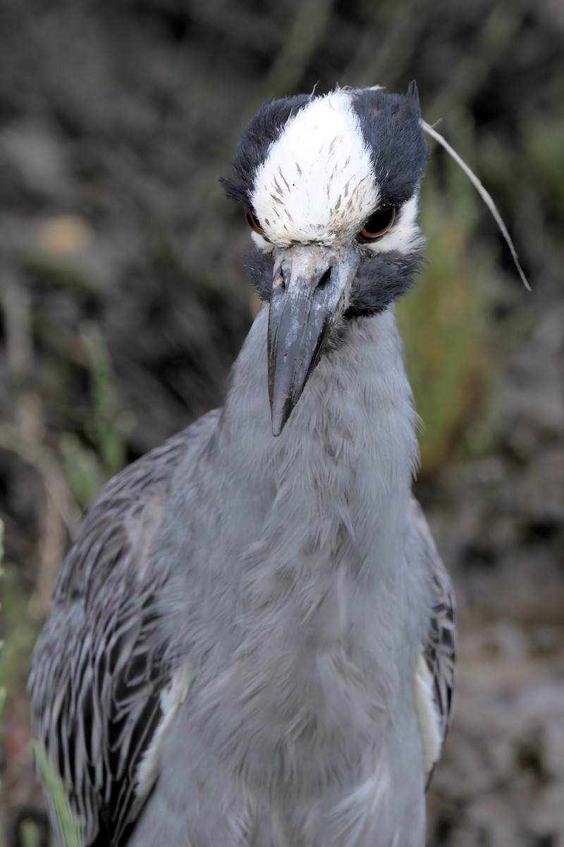 Yellow-crowned Night Heron - ML638299562