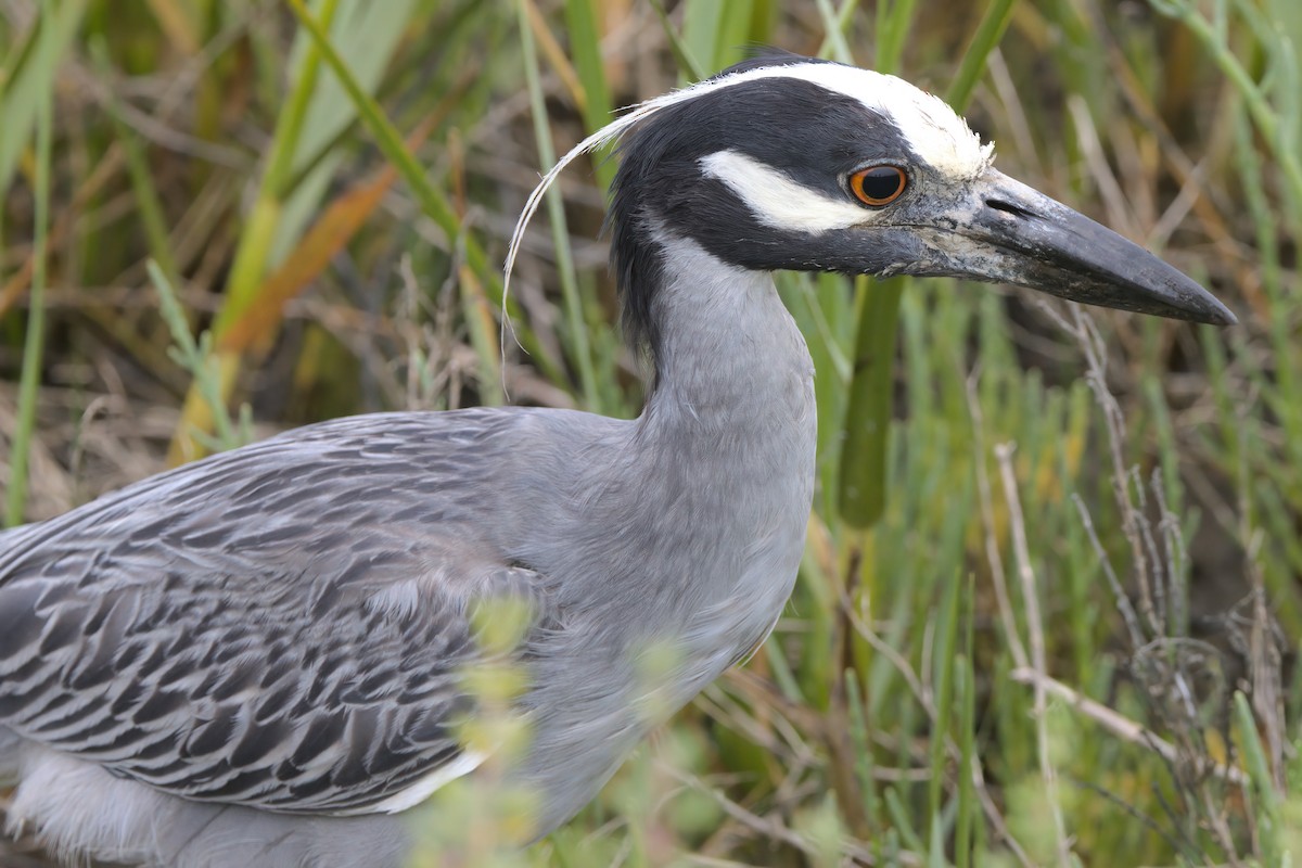Yellow-crowned Night Heron - ML638299563