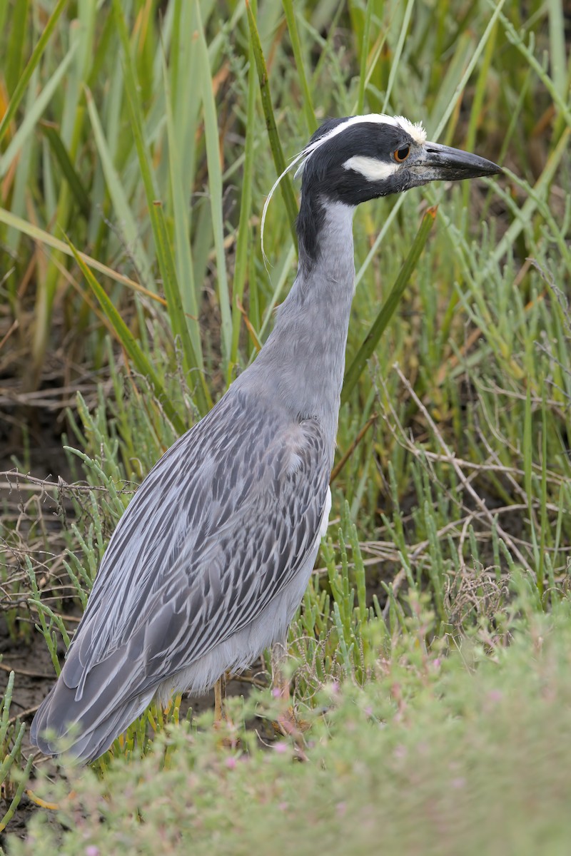 Yellow-crowned Night Heron - ML638299564