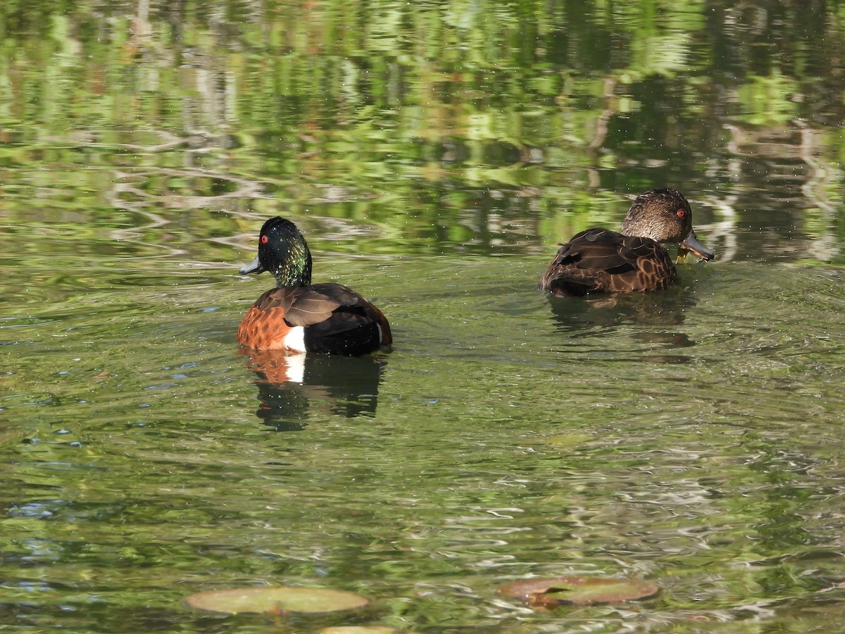 Chestnut Teal - ML638299566