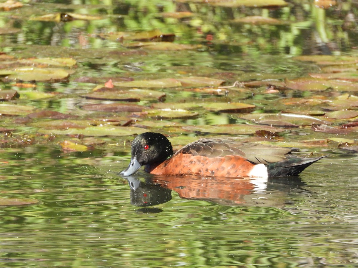 Chestnut Teal - ML638299567