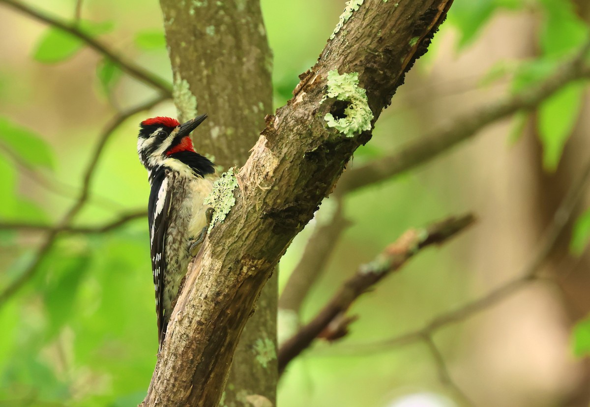 Yellow-bellied Sapsucker - ML638299568