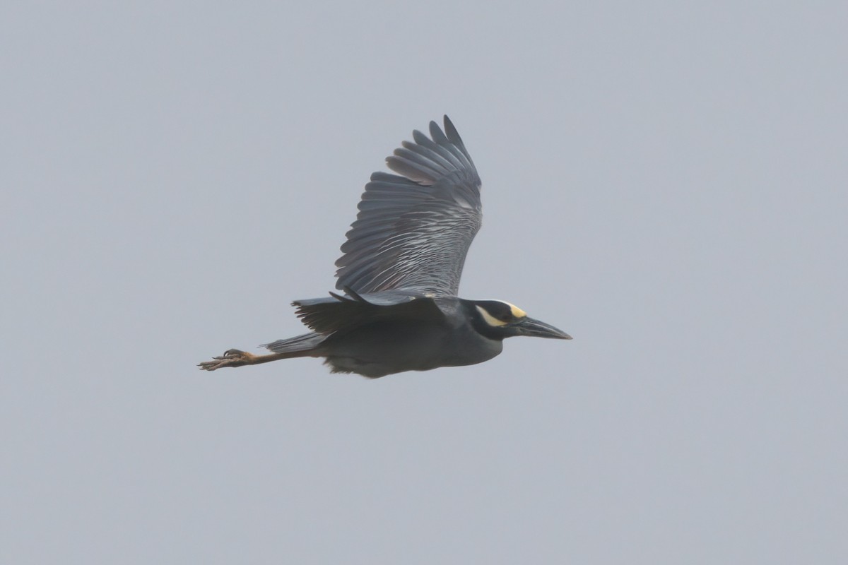 Yellow-crowned Night Heron - ML638299570