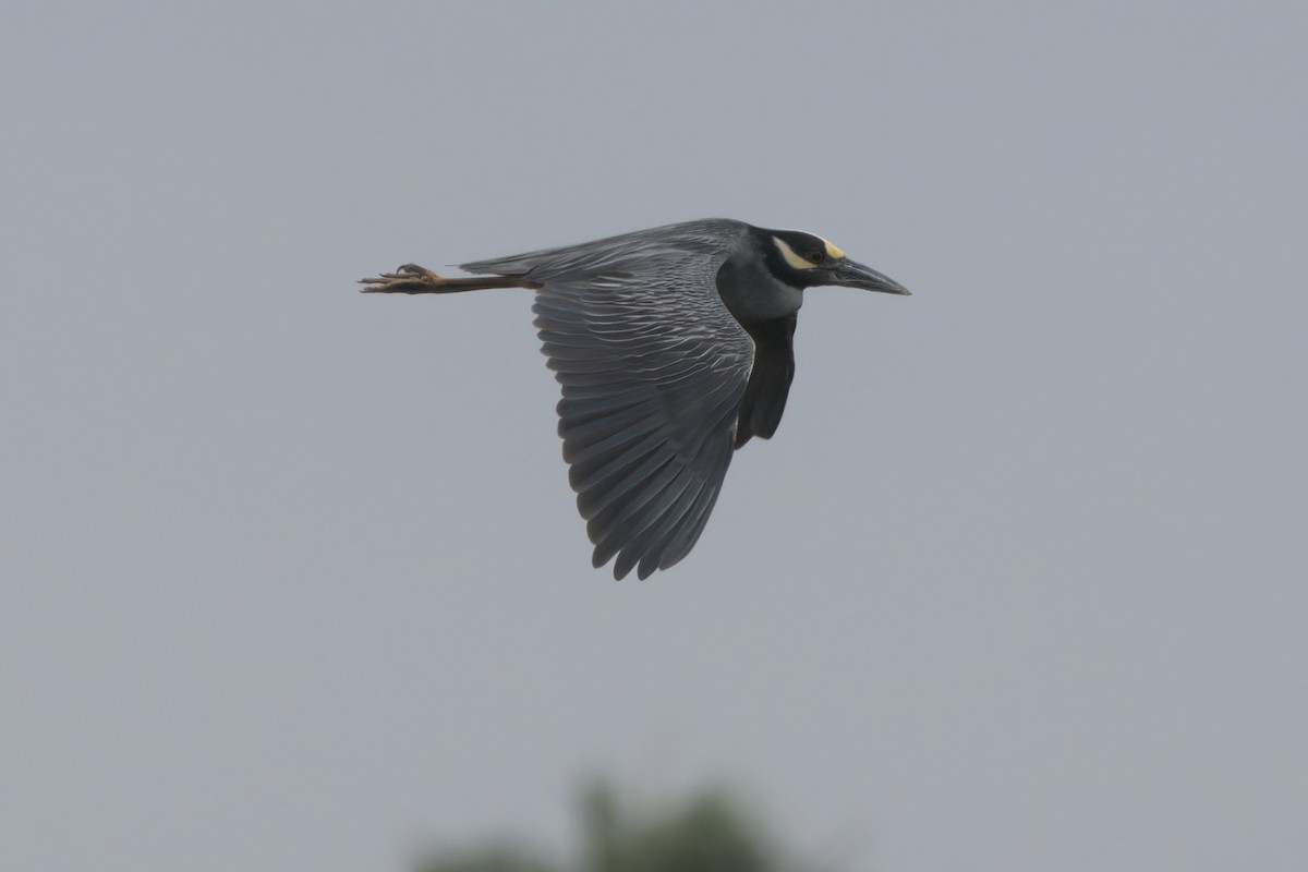 Yellow-crowned Night Heron - ML638299571
