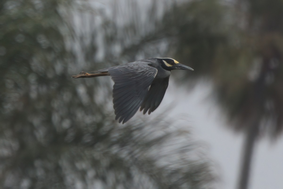 Yellow-crowned Night Heron - ML638299572