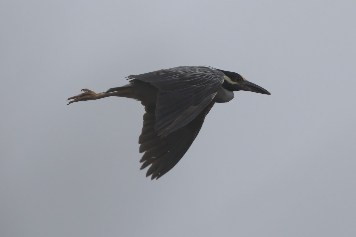 Yellow-crowned Night Heron - ML638299573
